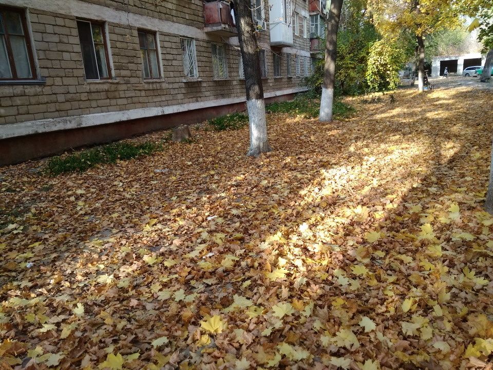 Чистота во дворе: новые правила уборки листвы и возможные штрафы