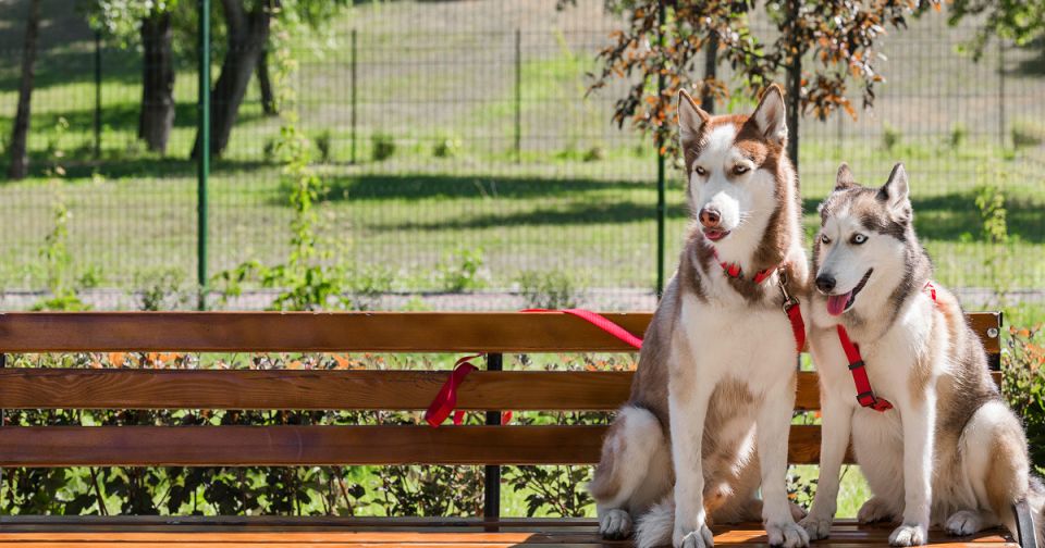 Новый стандарт для площадок для собак: что ждет владельцев питомцев