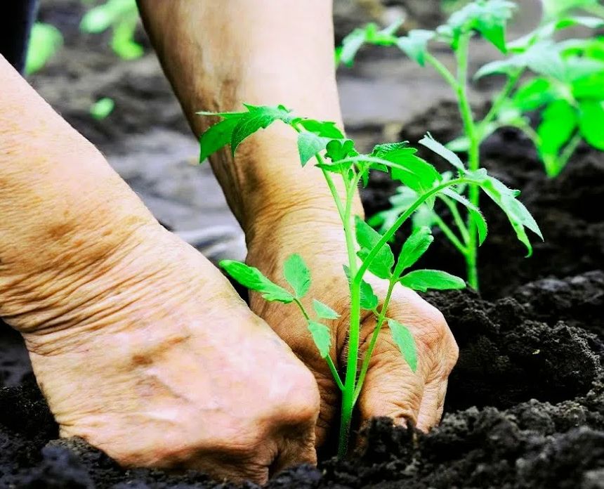 Как максимально увеличить урожай помидоров: секреты успешной подкормки