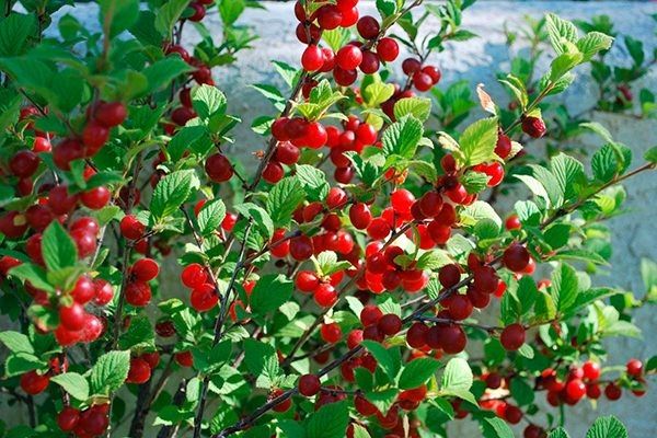 Вишня Сказка: уют в каждом плоде