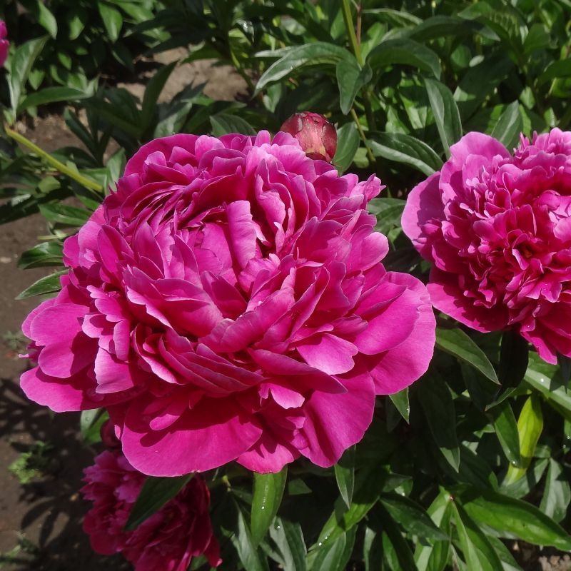 Как успешно пересадить взрослые растения без последствий: 5 простых шагов