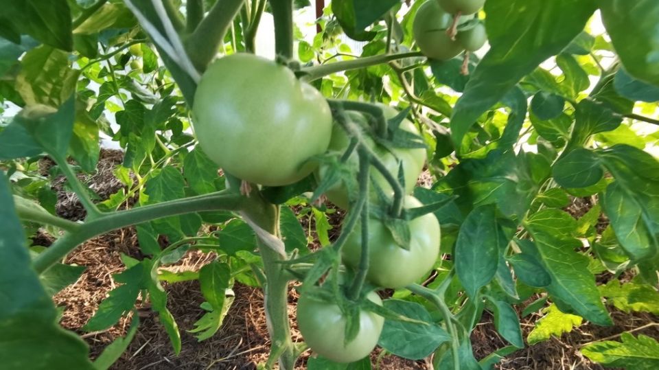 Почему ранние томаты — это ваш верный выбор для короткого лета