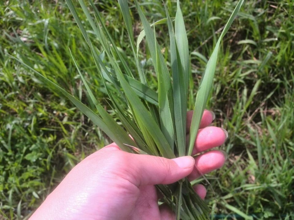 Сорняки и их угроза: как защитить огород?