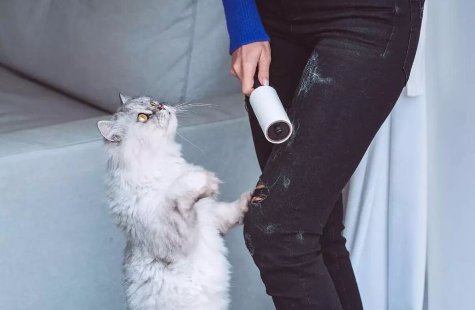 Эффективные способы борьбы с шерстью домашних животных во время стирки