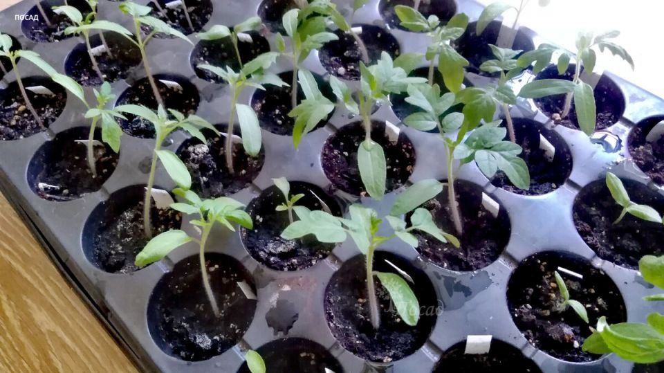 Как добиться 100% всхожести семян помидор и перцев