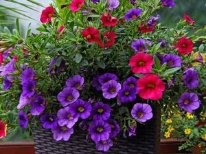 Секреты успешного выращивания петуний: от семян до цветущего чуда