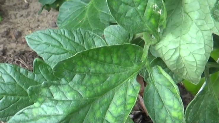 Как табачная шашка помогла победить бурую пятнистость томатов