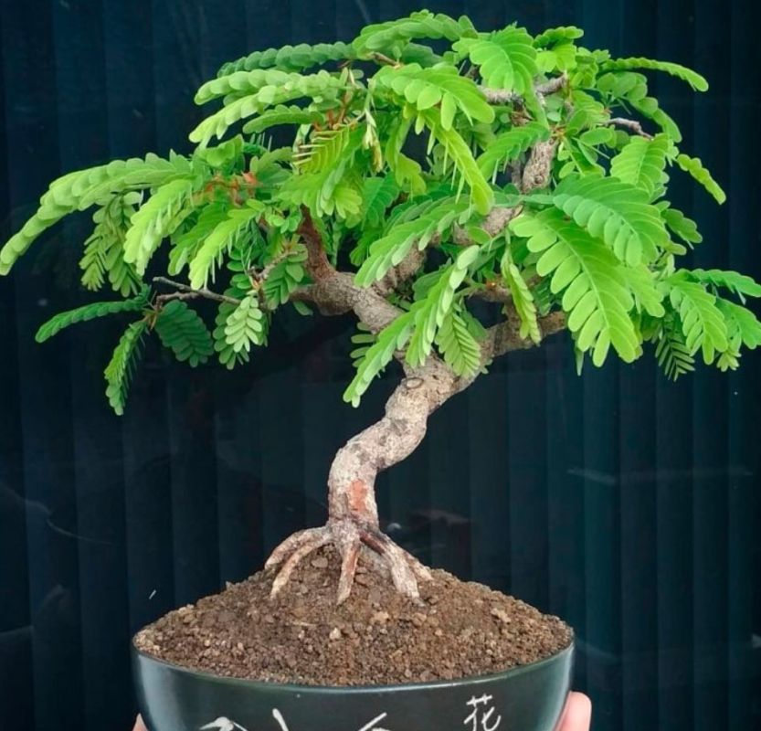 Тамаринд: загадочный плод, который завоёвывает мир