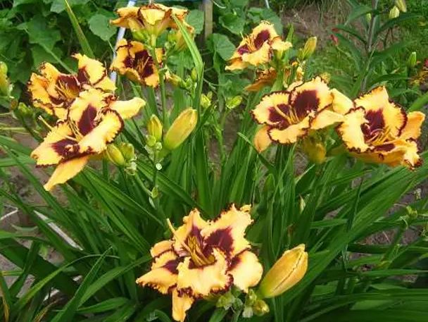 Секреты ухода за лилейниками: как избежать болезней и наслаждаться великолепием