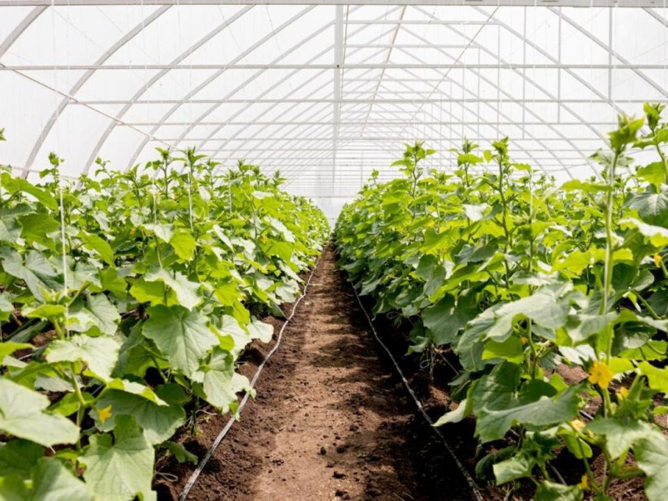 Как избежать перегрева в теплице в знойный день