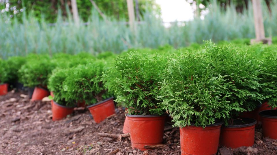 Садоводы делятся опытом: как вырастить туи из черенков