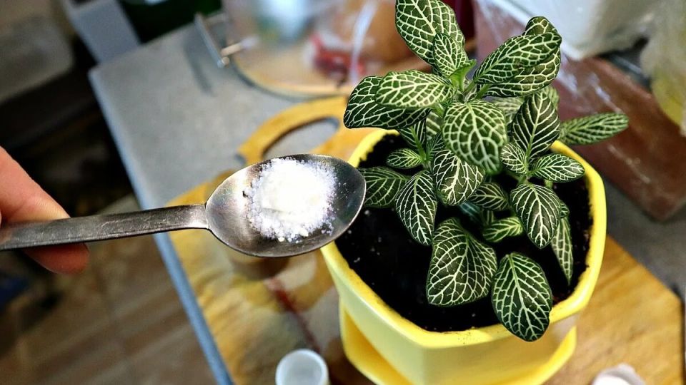 Забота о цветах в зимний период