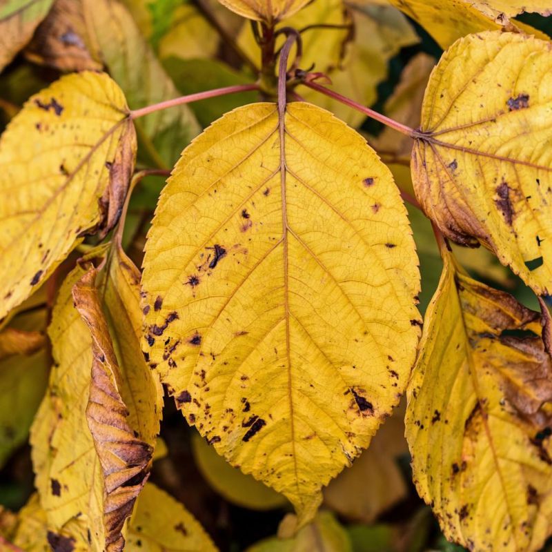 Узнайте, что говорит цвет листьев ваших растений