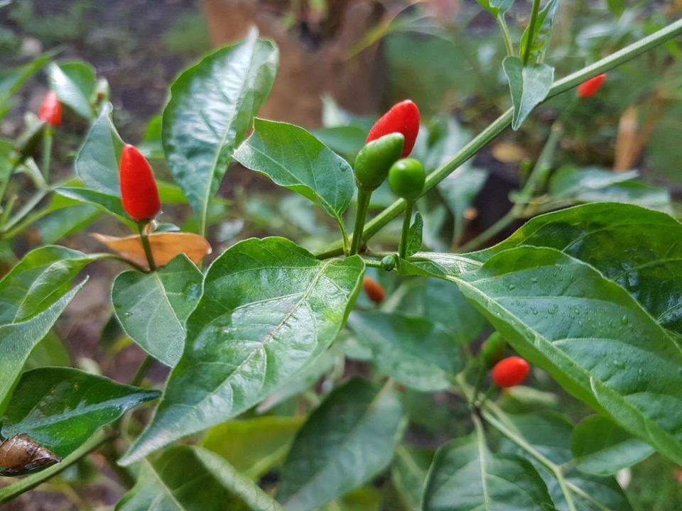 Как вырастить крепкую рассаду и собрать богатый урожай