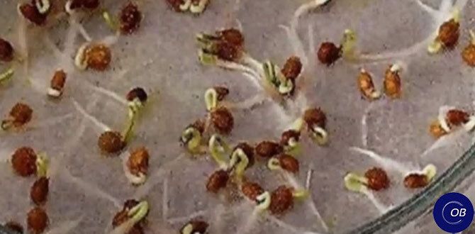 Как ускорить прорастание семян: секреты и методы для лучшего урожая