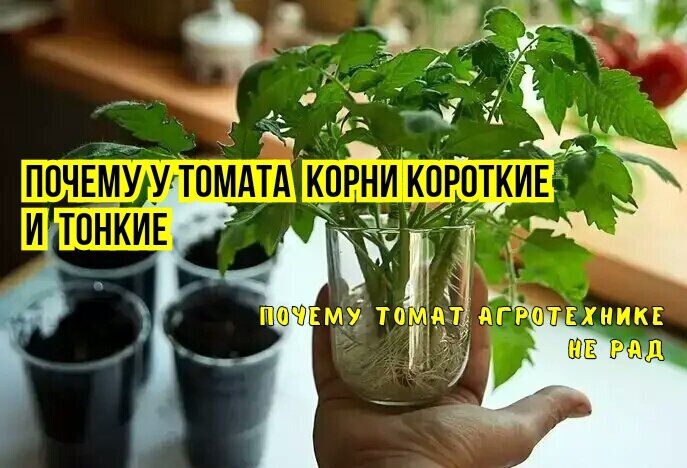 Почему корни томатов могут быть ленивыми: основные причины и что с этим сделать?