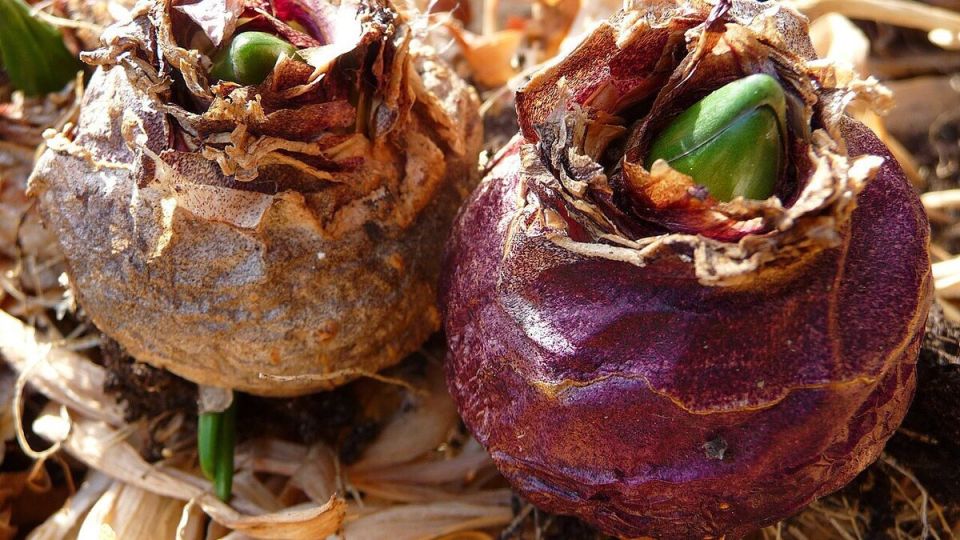 Как правильно сажать луковицы: советы для успешного цветника