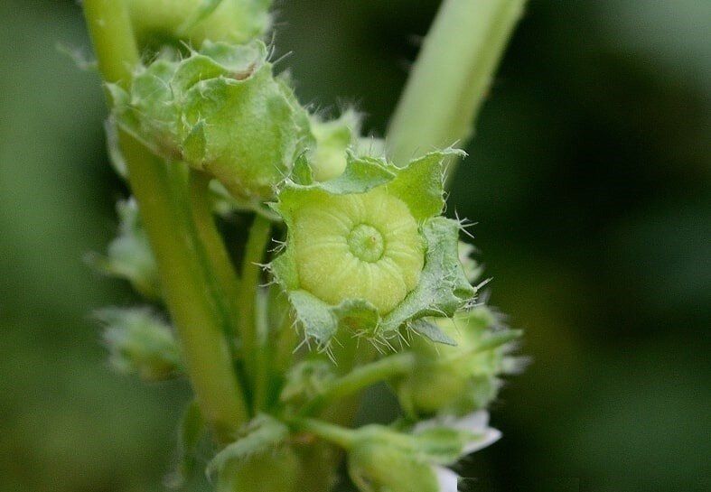 Секреты съедобных сорняков: что нам подарило детство