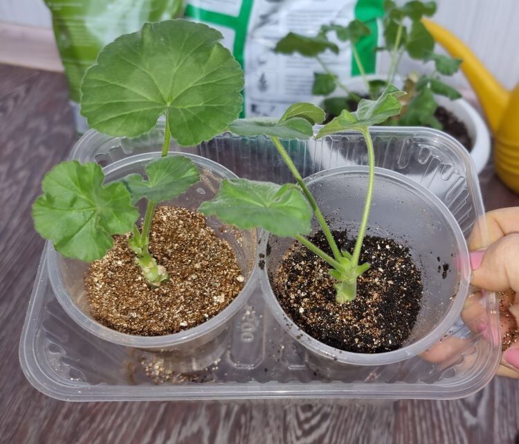 Тайны укоренения пеларгоний: в каком субстрате черенки чувствуют себя лучше?