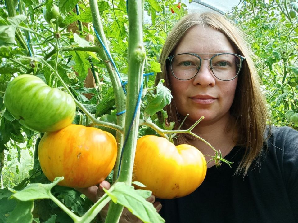 Сокровища огорода: Топ лучших мясистых томатов для вашего урожая в 2025 году