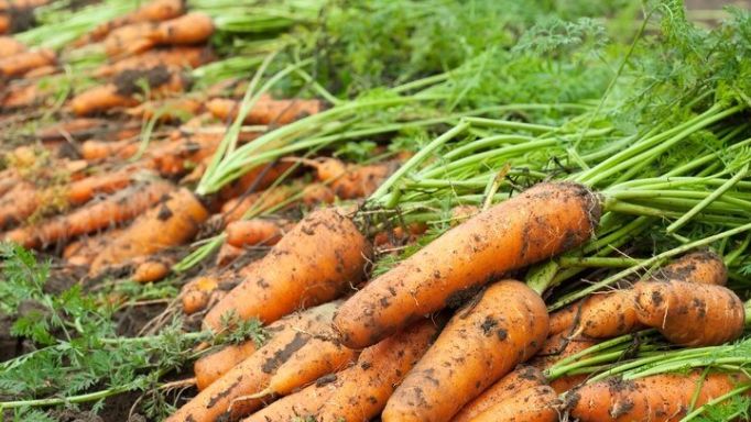 ����������� ������ ����������� ������� �� �������� ��������