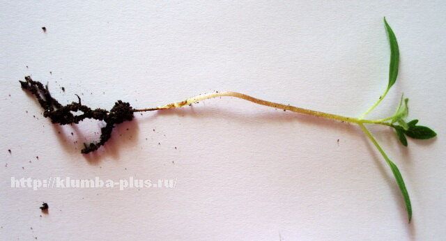 ��� �������� ������� �� �������������� ������ �����