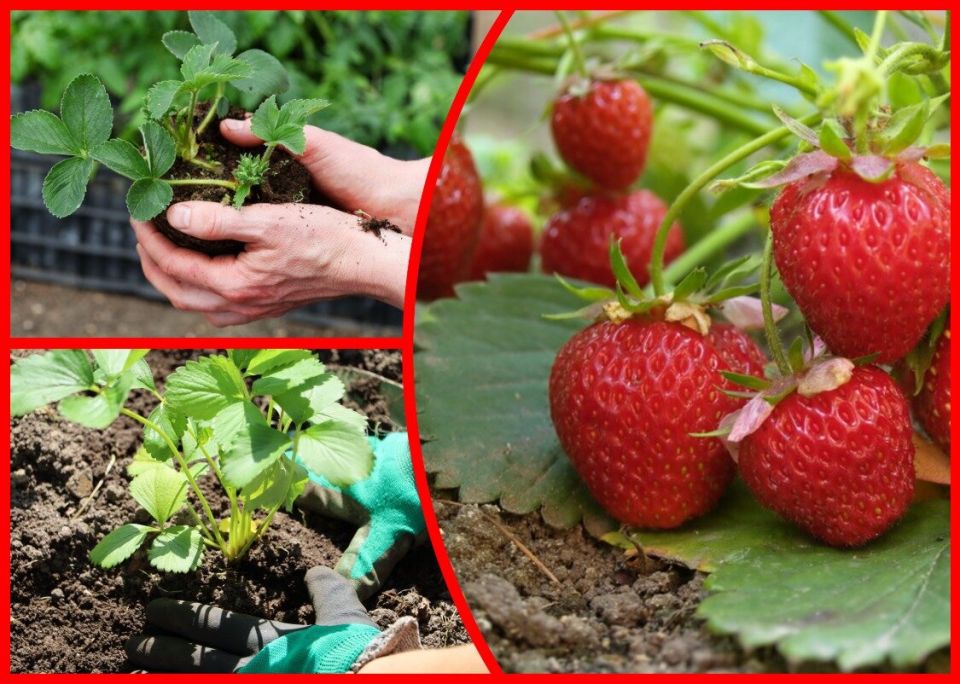 ������� ��������� ����������� ��������: ��� �������� �������� ������