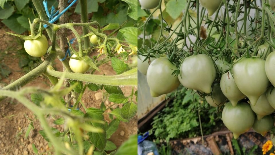 ����� �������: ����� ����� �� ��������� �������� � ��� ������� ������