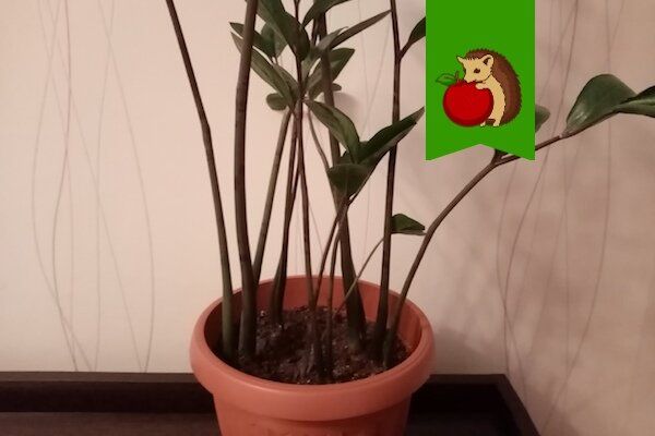 �������� � ��������� �������������: ��� ������� ���������� ������?