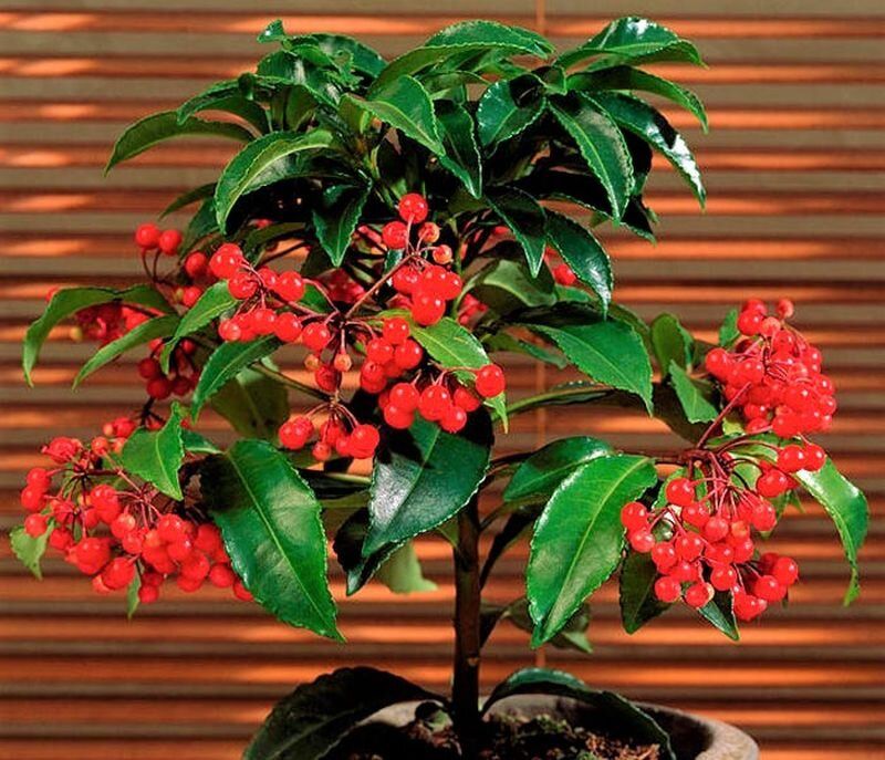 �������������� �����: ��� ���������� ������ �������� ��� � ����������� �����