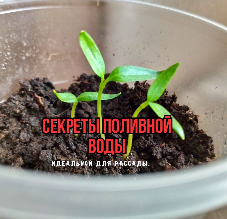 ��� ���� ��� ������ ������ �� �������� �������: ������ ��������