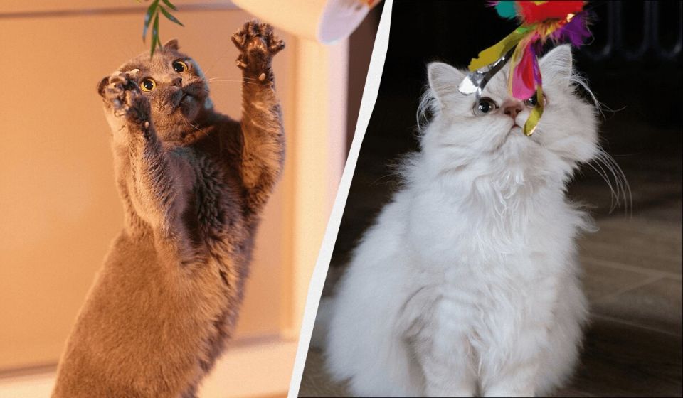 �������� ������: ����� ������� ������ �� ����� ��� �������?