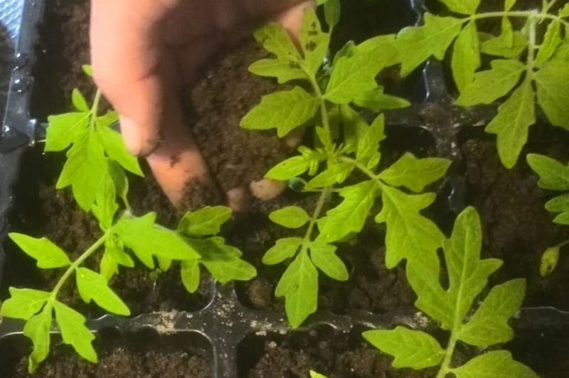 Лучшие емкости для выращивания рассады томатов и перца: советы экспертов