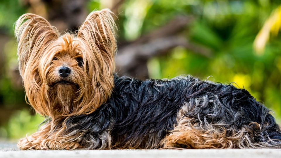 Страшная утрата: хозяин йоркширского терьера добивается справедливости после трагической гибели питомца