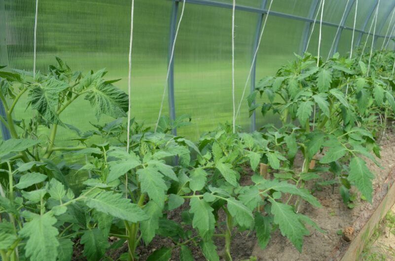 ��� ������ � ���������� ����������� ������ � �������: ����������� ��� ���������