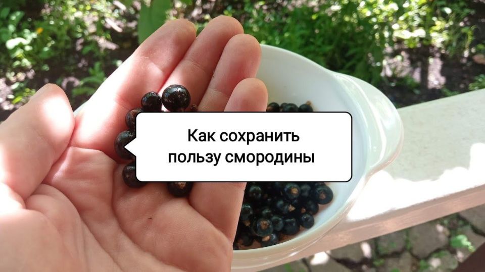 Секреты сохранения черной смородины: вкус и витамины на зиму