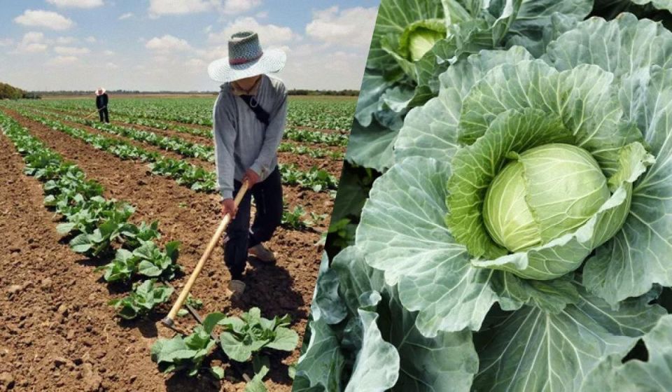 ���������� �������� �������: ����� � ��� �������� ������