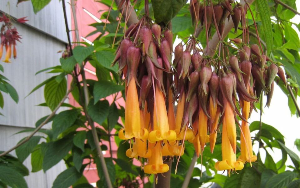 ������ �������: ��� ��������� ���������� ���� �������� � ����� ����