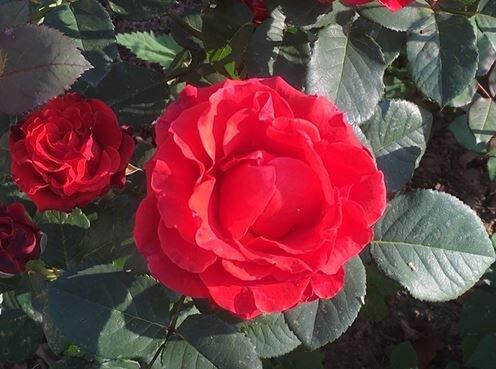 ��� ��������� ���� �� ��������: ������� ��������� ����������