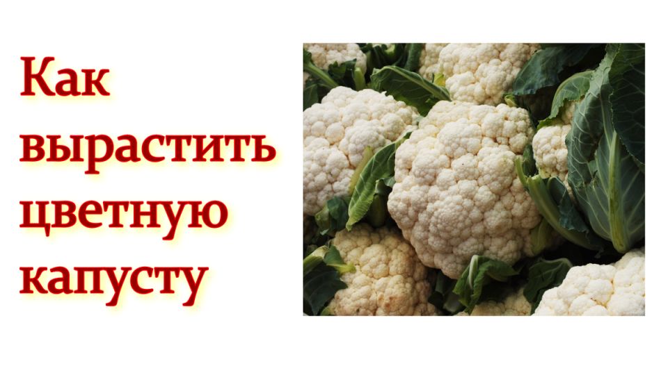 ������� ��������� ����������� ������� �������