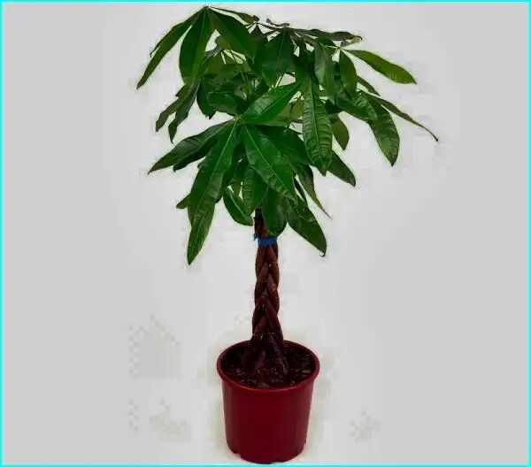 ������: ��������� ��������, ������������ ����� � ��������