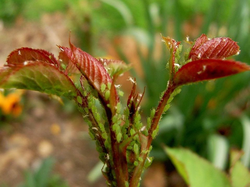 ������������� ����: ��� �������� ������������ �������� �� ���������� ����� ������