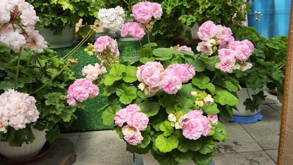 ������: ������, ������� ����� �������� ���� �����