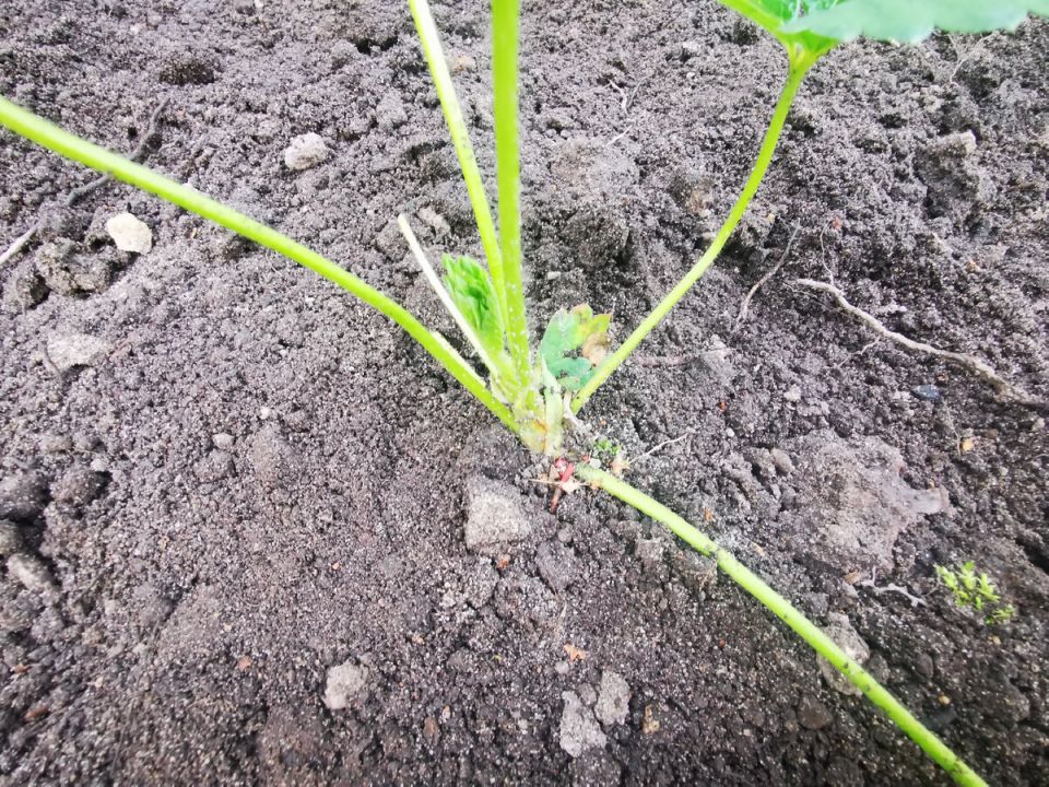 ������� ������� ��������: ������� �������� ������� � �������