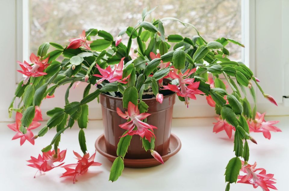 ��� �������� ������ � ����� �� �����������: ������� ��������������