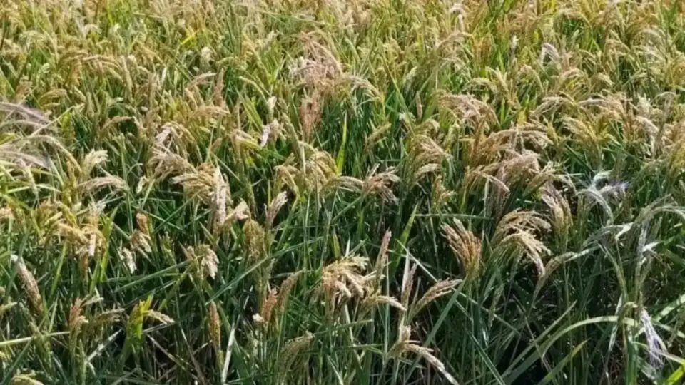 ���� �� ��� ����� �� �������� ������� ������