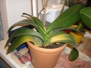 ������ ������ ������� �������: �������� ������� � ������� ���������� ��������