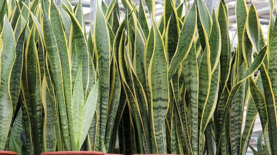 ������������� ��������� �������� ��� ���������� ����������