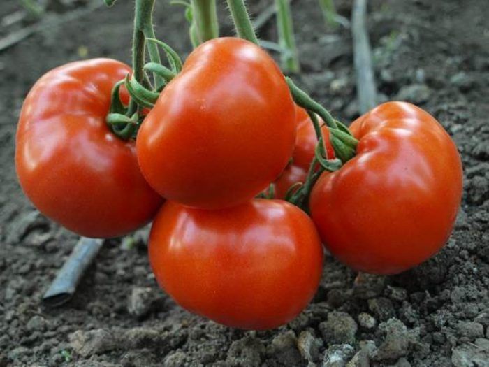Томат Красный банкир: урожайный и неприхотливый сорт для открытого грунта
