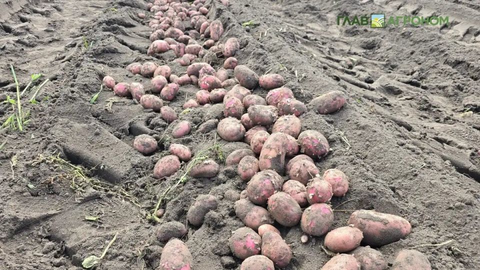 Как меняются объемы сбора картофеля и почему это важно для повседневной жизни